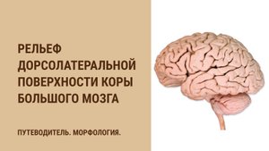 Рельеф дорсолатеральной поверхности коры большого мозга