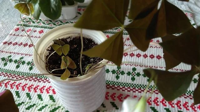 Весенние радости. Первые цветы оксалис. Продолжает цвести фиалка смотреть онлайн