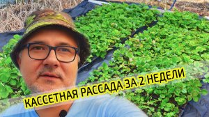 Клубника. Кассетная рассада за две недели. Результат выращивания земляники.