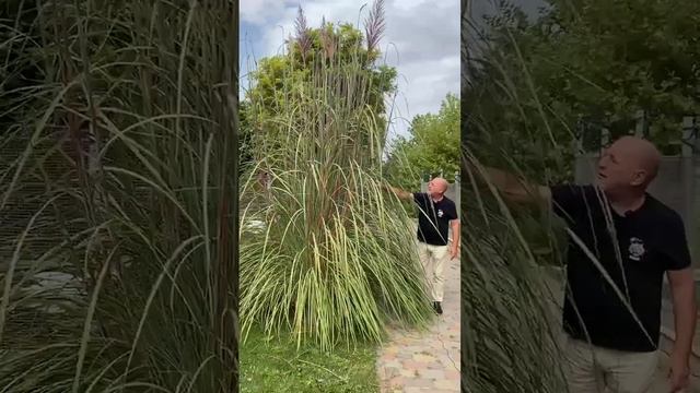 Эриантус смотреть онлайн