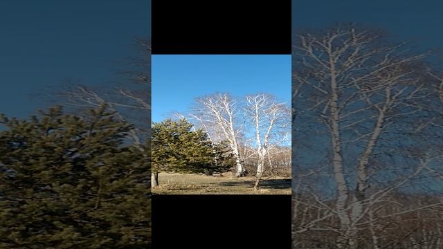 Галки греются на солнышке