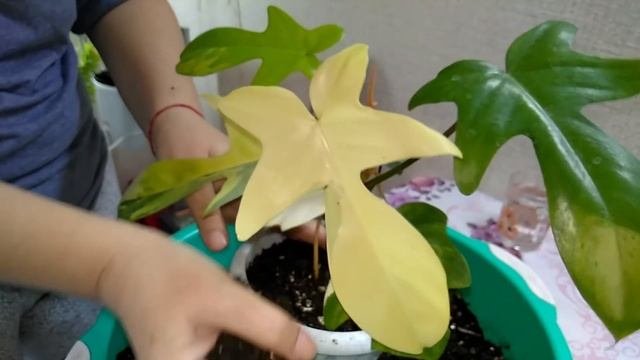 #Мои_комнатные_растения_2021 // Пересадка краcивых комнатных растений // Пересадка растений