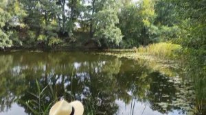 Летнее вино