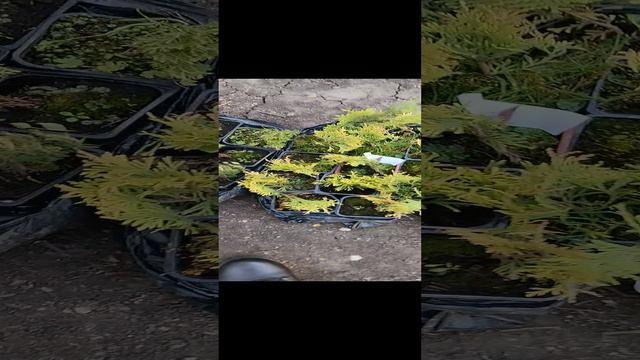 1000015097.mp4