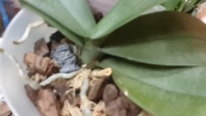 ✅ Освещение для орхидей. Отличный результат спустя всего месяц. Light for orchids