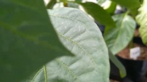 Уход и формирование перцев в начале роста в теплице!