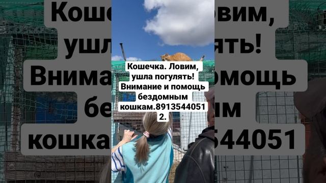 Сказки из жизни. Кошки в приюте. Требуется помощь добрых людей.89135440512. смотреть онлайн