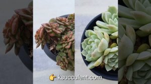 rare Korean succulents