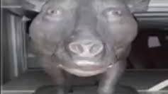 [СТРИМ] ПУШИМ ЗВАНИЕ В НАПАХ