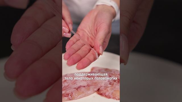 Что это такое внутри кальмара?