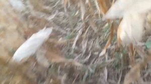 Охота с лайками на кабана в кукурузе