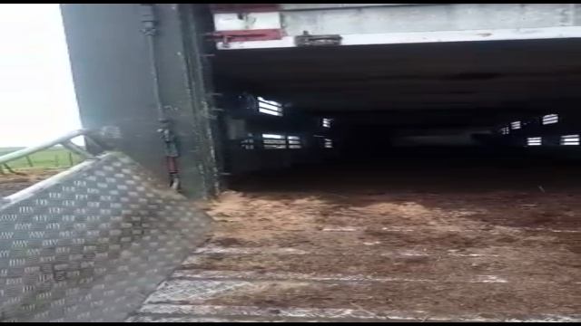 Товарные Абердин Ангус Красный и черный. Транспортировка КРС. Commodity Aberdeen Angus смотреть онлайн