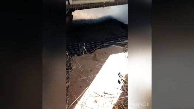 Будет ли кормить крольчиха чужих крольчат ! смотреть онлайн