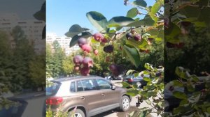 Ирга Пирус плодоносит в Москве. 2018