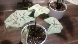 Каладиумы. Уход за каладиумоми.