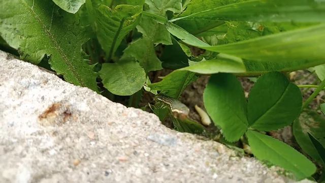 Агрессивная гусеница ползет по асфальту смотреть онлайн