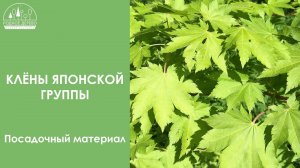 Клёны японской группы. Посадочный материал