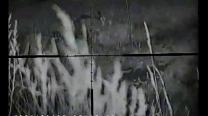 Ночная охота на зайца, 4 шт на одном огороде.