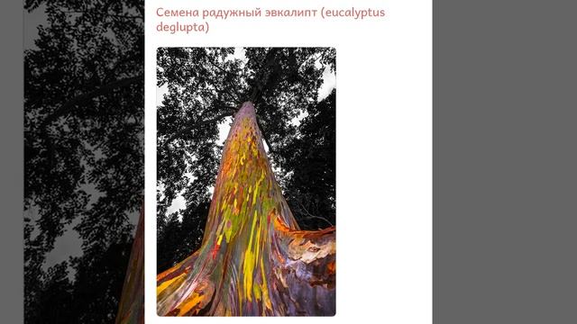 Эвкалипт радужный  (eucalyptus deglupta)