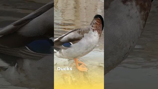 Why Duck Can Float in Water? 🦆 | Why does a Duck not Sink When Floating in Water?#short смотреть онлайн