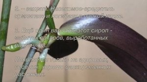ЛИПКИЕ КАПЛИ НА ОРХИДЕЯХ ПОЧЕМУ ПОЯВЛЯЮТСЯ ЛИПКИЕ КАПЛИ НА ОРХИДЕЯХ