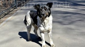 Старость не радость.   Как стареет собака.  Скрытые признаки старения собаки. Болезни собак.