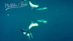 Дельфины. Звуки и песни дельфинов. Дельфинотерапия. Музыка для сна. Расслабление. Снятие стресса.