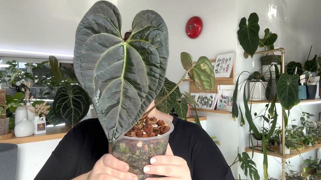 FEBRUARY FAVOURITES - 8 plants that are giving me joy this month 😍 смотреть онлайн