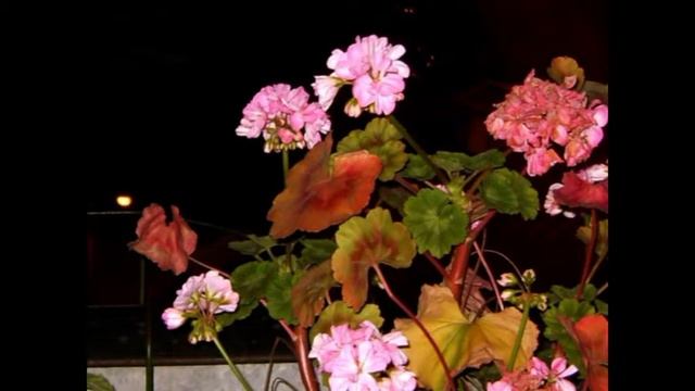 Ночь нежна. Панорама Строгино, Щукино. смотреть онлайн