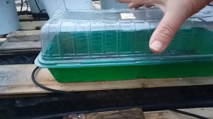 Когда сажать что бы кушать в середине лета ягоду земляники!!! Барон Солемахер.