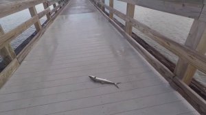 Lucky fishing in Florida! Удачная рыбалка в Флориде!