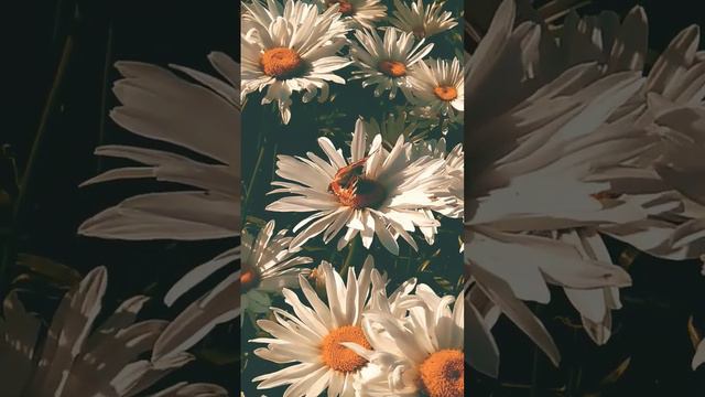 Каких насекомых можно увидеть на территории России? смотреть онлайн