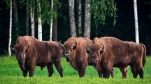 БЕЛОВЕЖСКАЯ ПУЩА ЗАПОВЕДНИК, БЕЛАРУСЬ