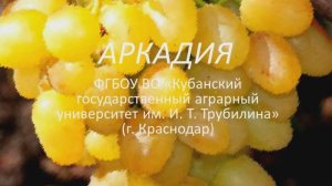 Аркадия виноград