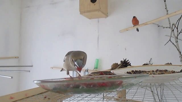 Лесные птици в домашних условиях смотреть онлайн