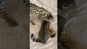 Африканский сервал и саванна. Первое знакомство.