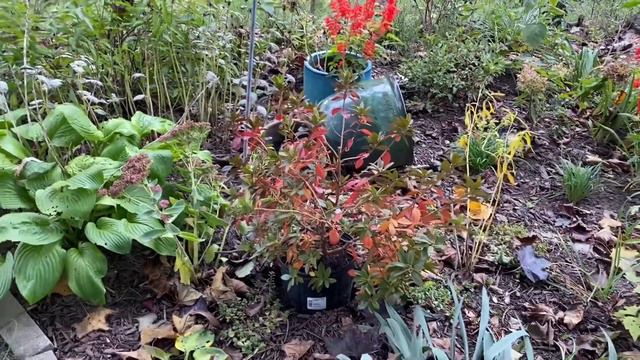 Late Oct plant haul - Pjm Rhododendron 🌸 // Double Play Doozie Spirea 🌸 // Miss Ruby buddleia 💜 смотреть онлайн