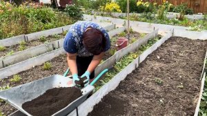 ЗЕМЛЯНИКА ПОСЛЕ ПЛОДОНОШЕНИЯ.ЧТО ДЕЛАТЬ.