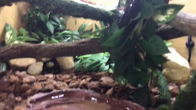 CARPET PYTHON SETUP