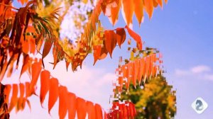 #Разноцветная осень#ВИДЕОKLASS#ЖаннаДаценко#На Волне Мелодии#МузыкаДуши#