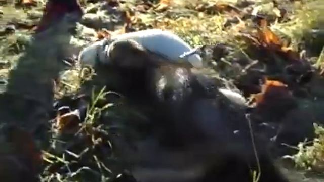 Хорёк на тв | Хорьки в "Летнем саду".2011 смотреть онлайн