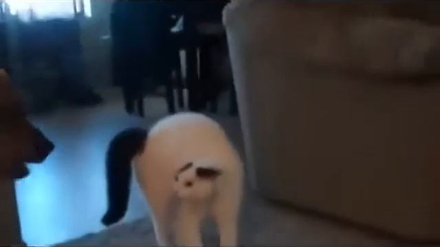 Кошки против собак смотреть онлайн