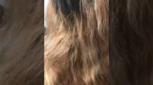 Диагностика волос перед окрашиванием.Тест прядь.