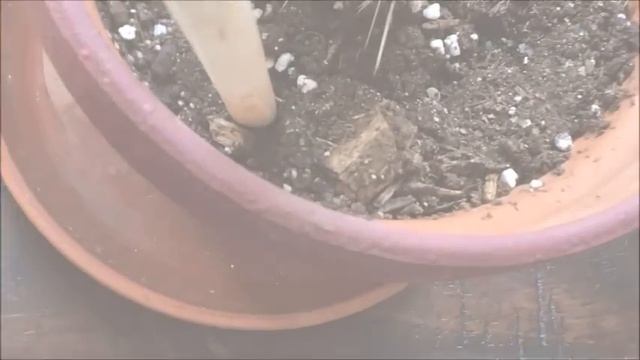 How to Care for Indoor Cactus Plants смотреть онлайн