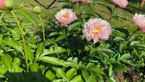 peony Nelda's Joy пион Нельдас Джой. Июнь 2020г., г.Кировск, ленинградской обл.