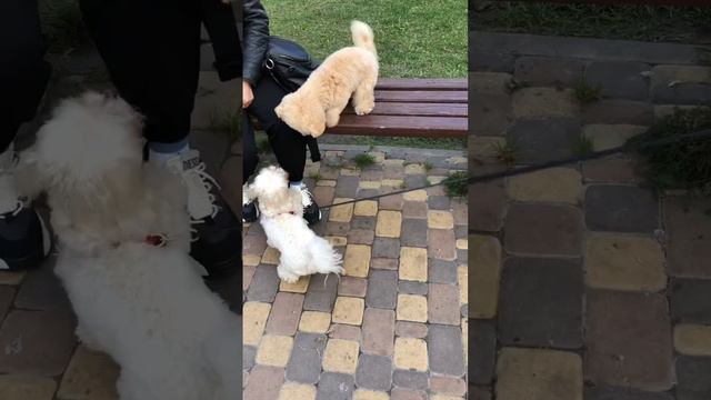 Мальтипу и Мальтезе #мальтипу #мальтезе #maltipoo