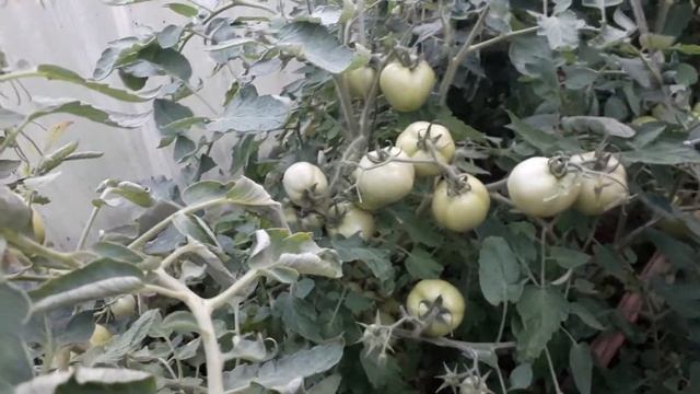 Томат помидор Джина. обзор,как вырашивать,вкус, 2021 год. смотреть онлайн