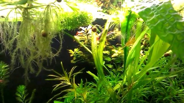 labeo bicolor смотреть онлайн