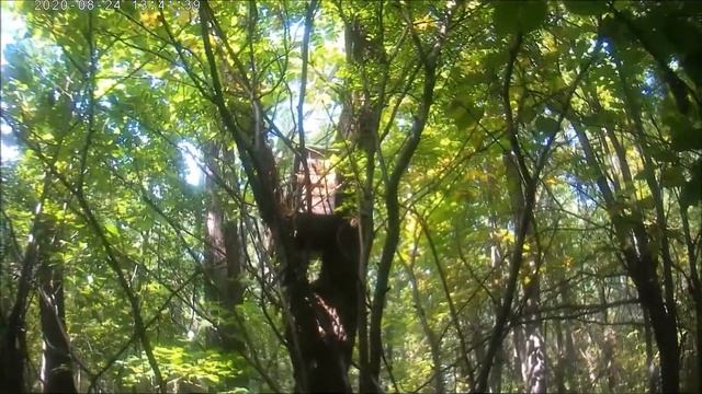 Проверка ловушек. Рой слетел. смотреть онлайн