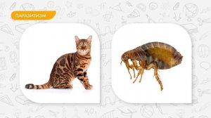 Организменная среда обитания